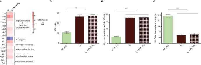 Figure 2—figure supplement 1.