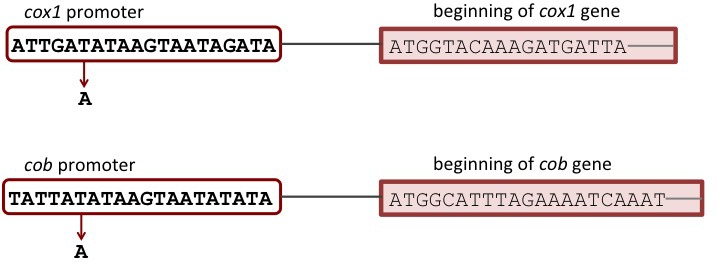 Figure 5—figure supplement 1.