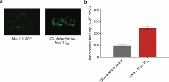 Figure 1—figure supplement 3.