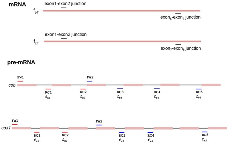 Figure 2—figure supplement 4.