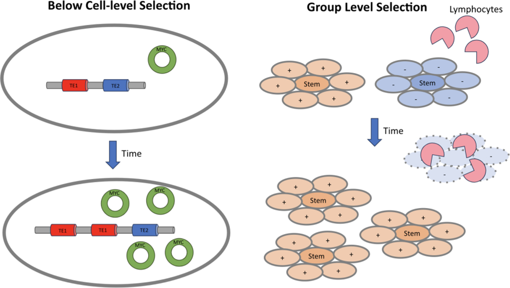 Figure 1|