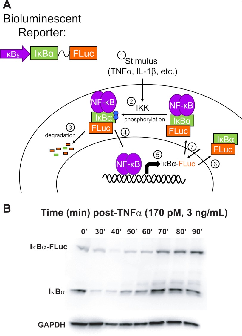 FIGURE 1.