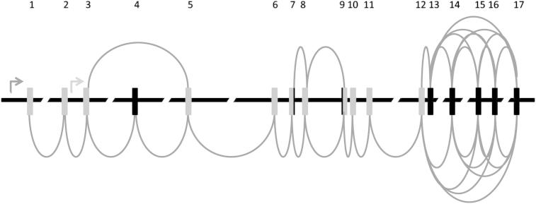 Figure 1