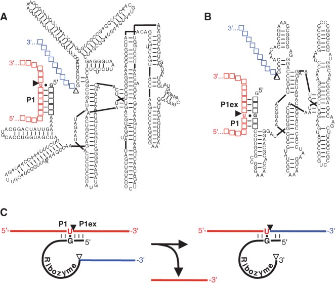 FIGURE 1.