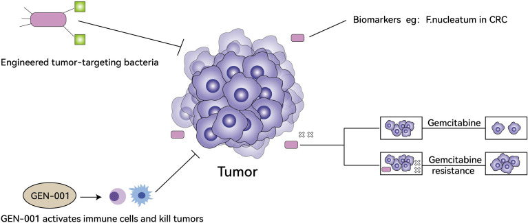 The Role of The Tumor Microbiome in Tumor Development and Its Treatment ...