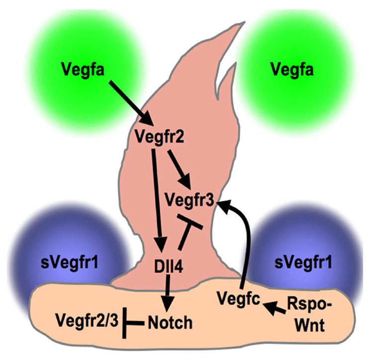 Fig. 8.