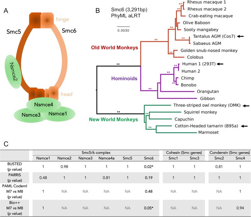 FIG 1