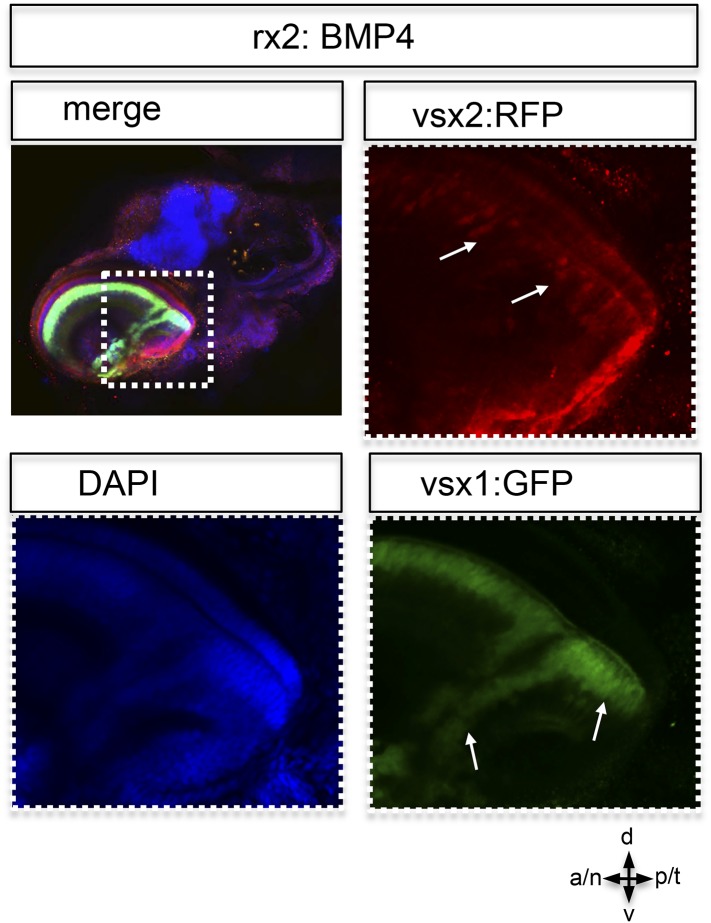 Figure 6—figure supplement 1.