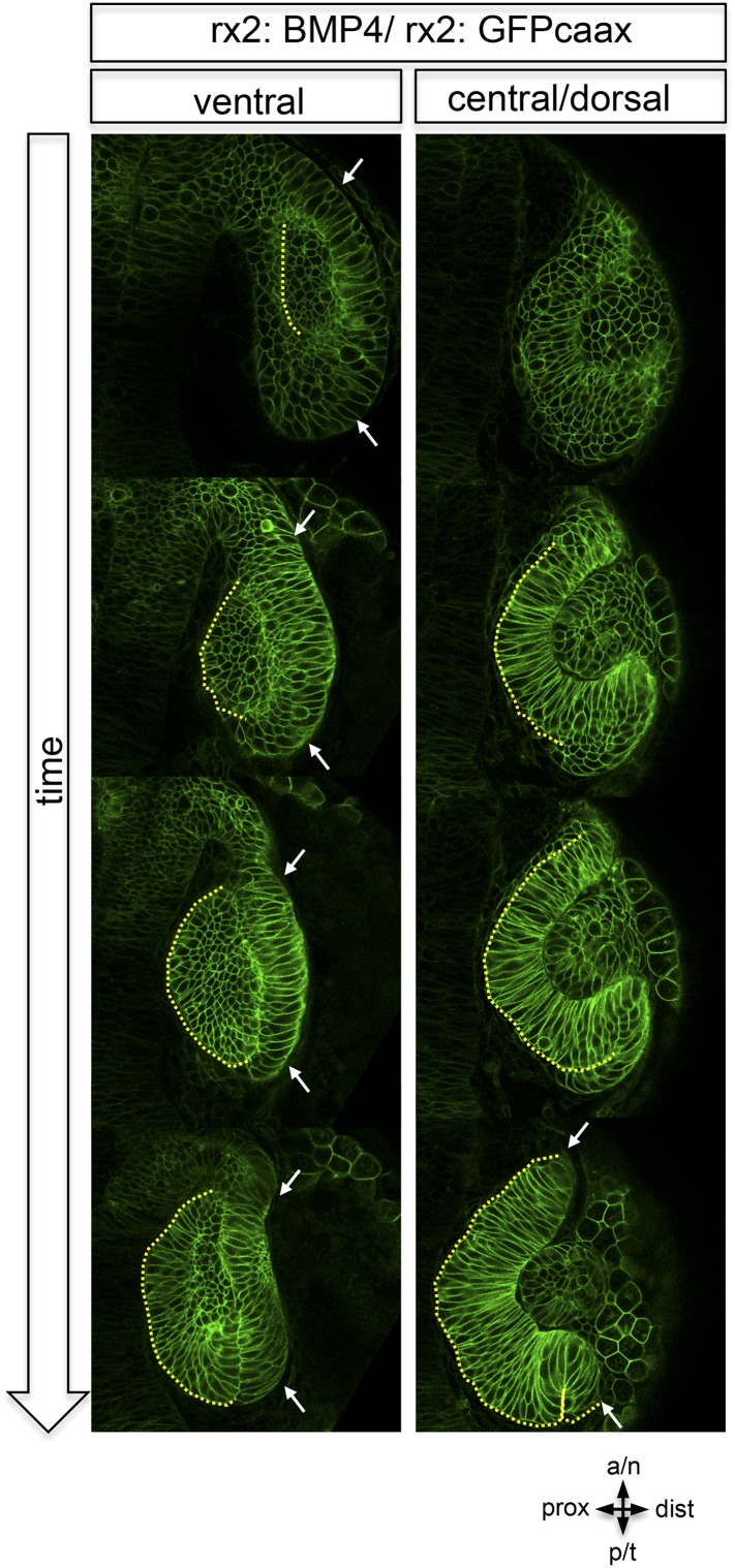 Figure 6—figure supplement 3.