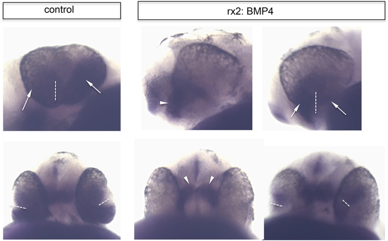 Figure 6—figure supplement 4.