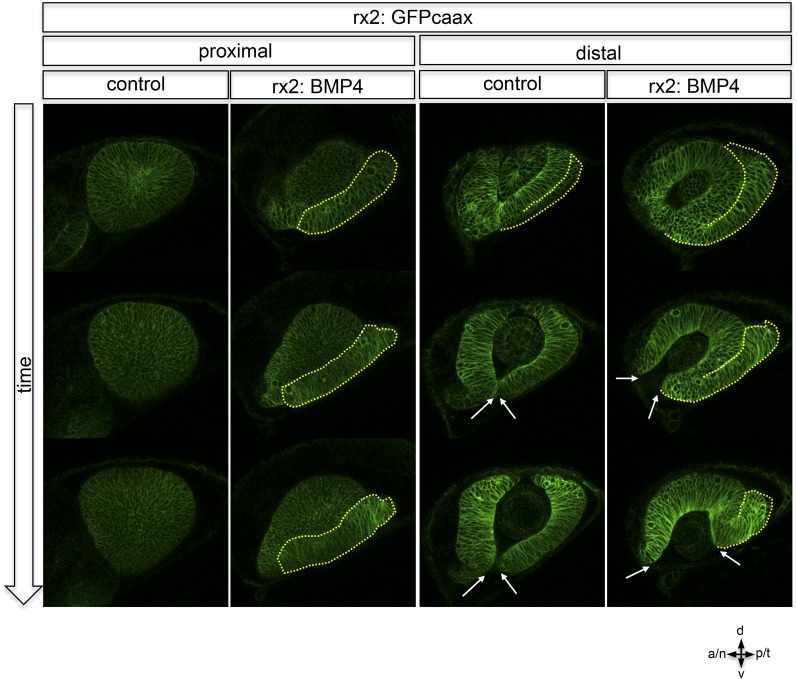 Figure 6—figure supplement 2.