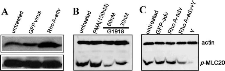 Fig. 8