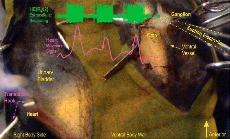 Fig. 2.