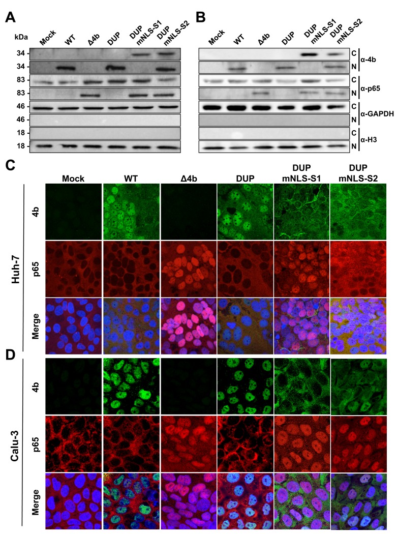 Fig 6