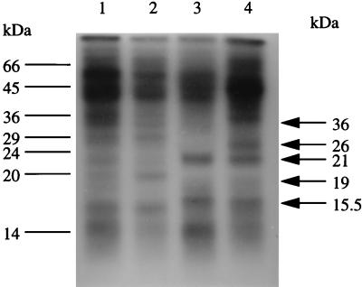 FIG. 9