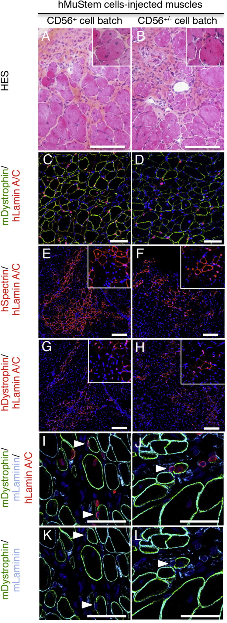 Figure 4