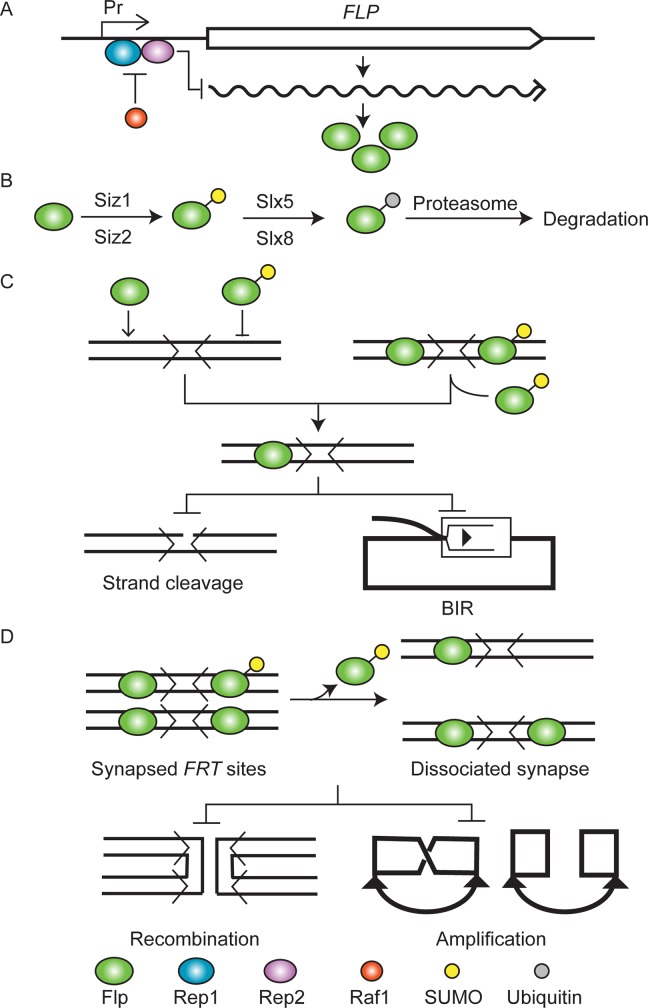 Fig 11