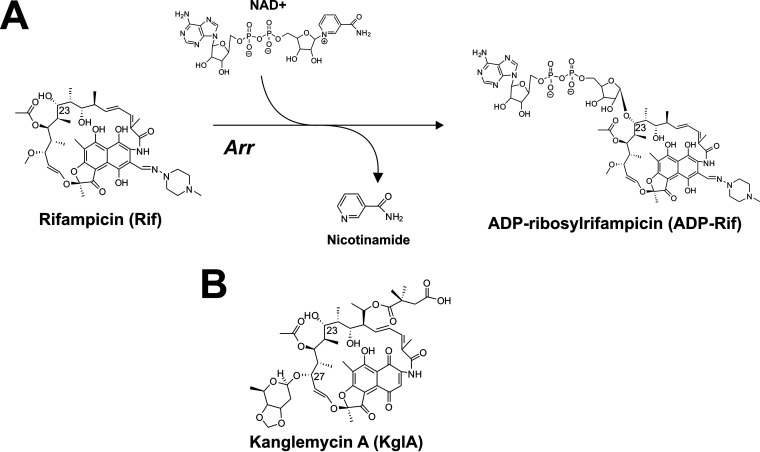 FIG 1