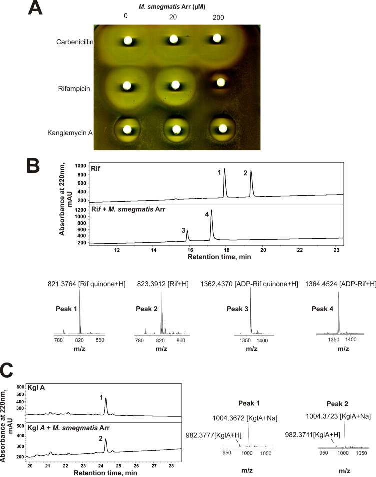 FIG 2