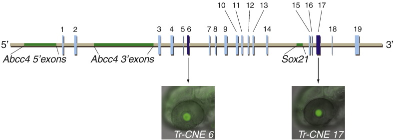 Fig. 1