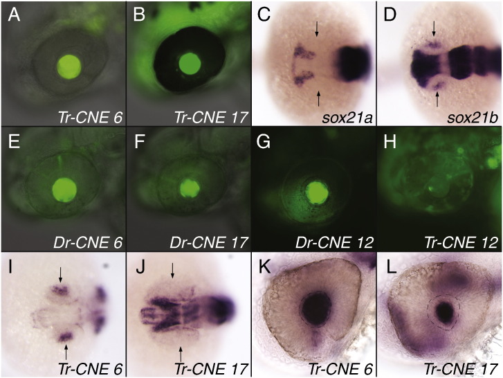 Fig. 2