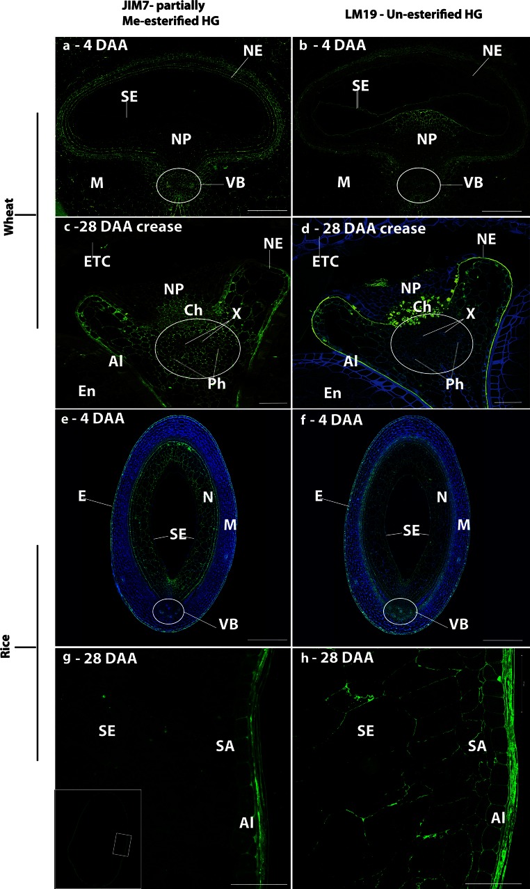 Fig. 7