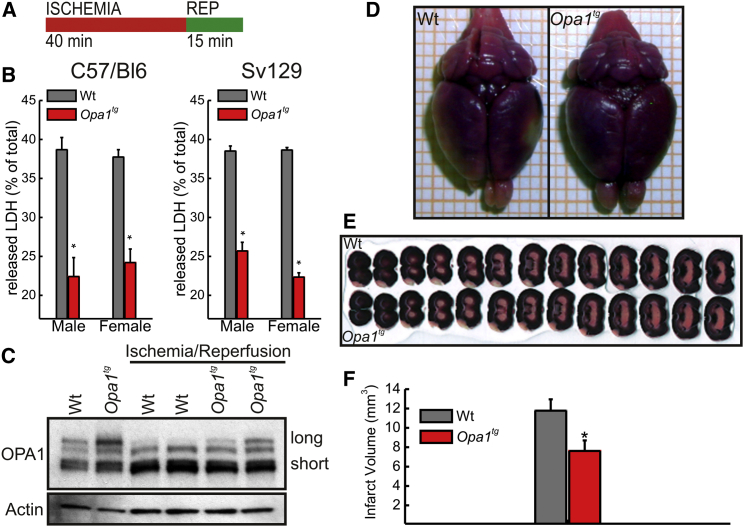 Figure 4