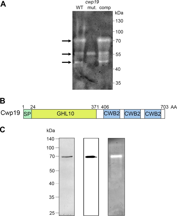 FIG 1 