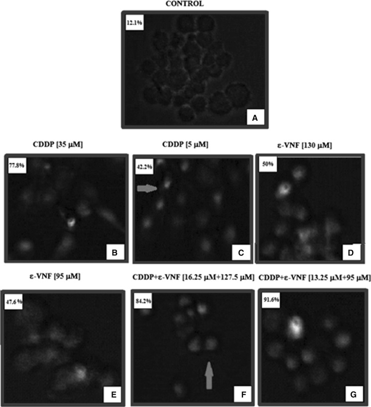 Fig. 5