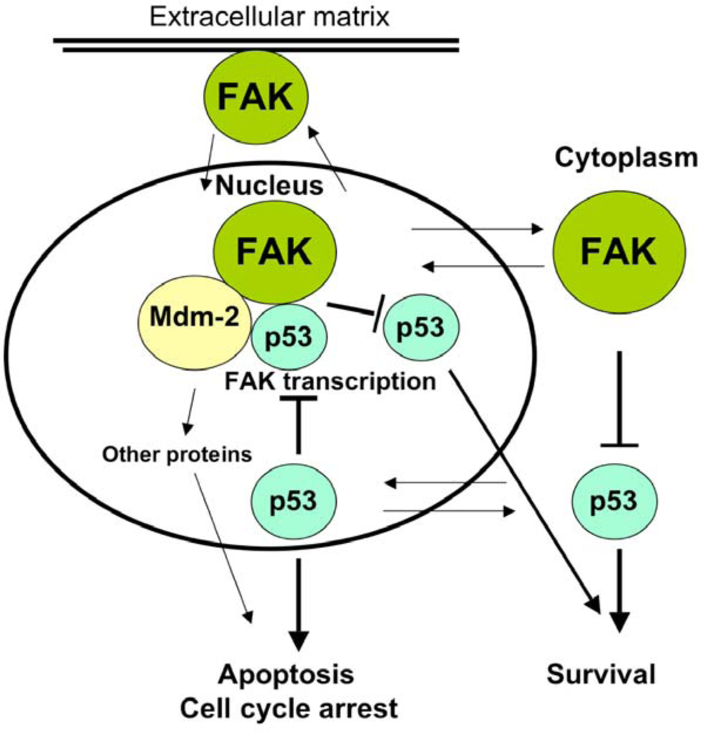 Fig. (1)