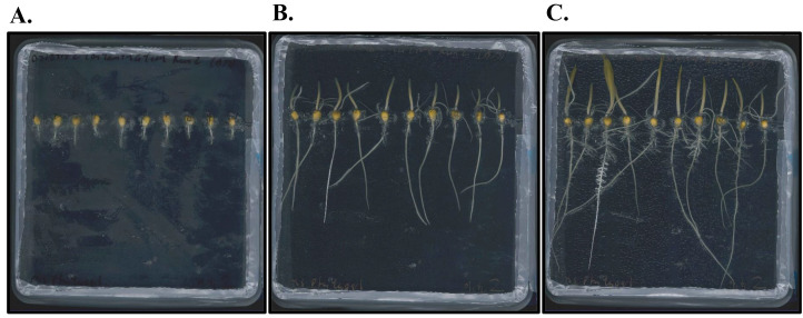 Figure 13.