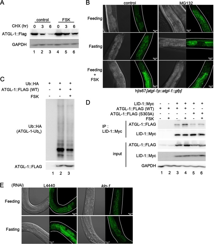 FIG 6