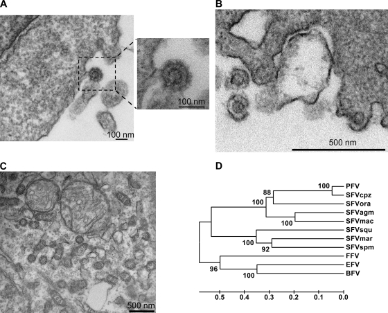 FIG. 1.