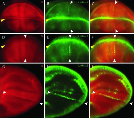 Figure 4.—