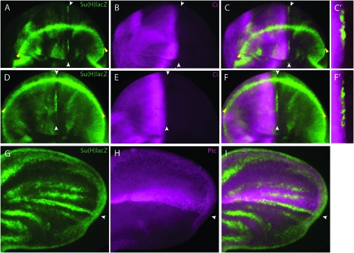 Figure 2.—