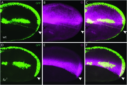 Figure 3.—