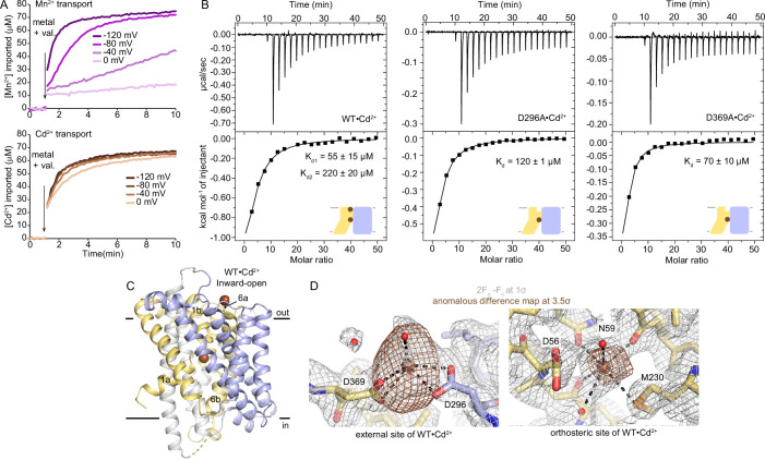 Figure 5—figure supplement 1.