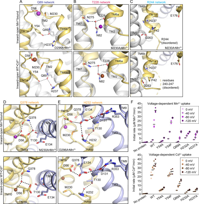 Figure 5—figure supplement 4.