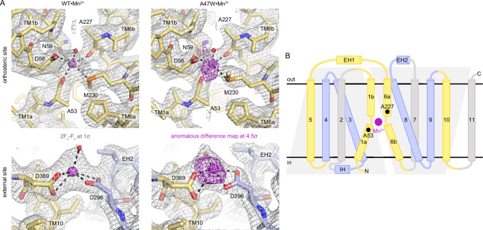 Figure 1—figure supplement 1.