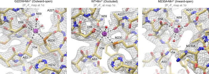 Figure 3—figure supplement 2.