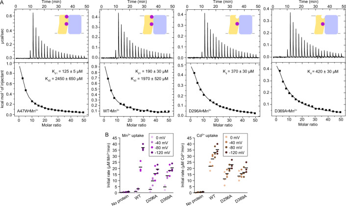 Figure 1—figure supplement 2.