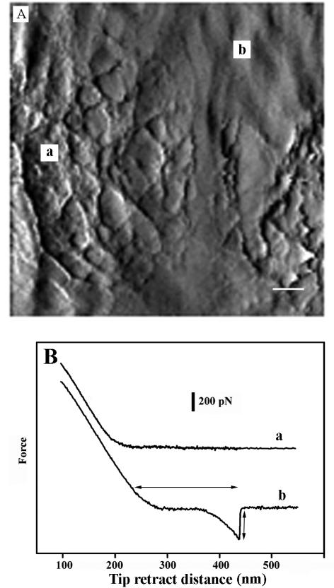 FIG. 13.