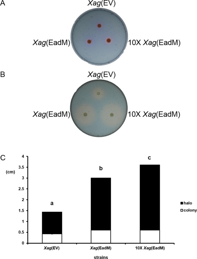 Figure 5