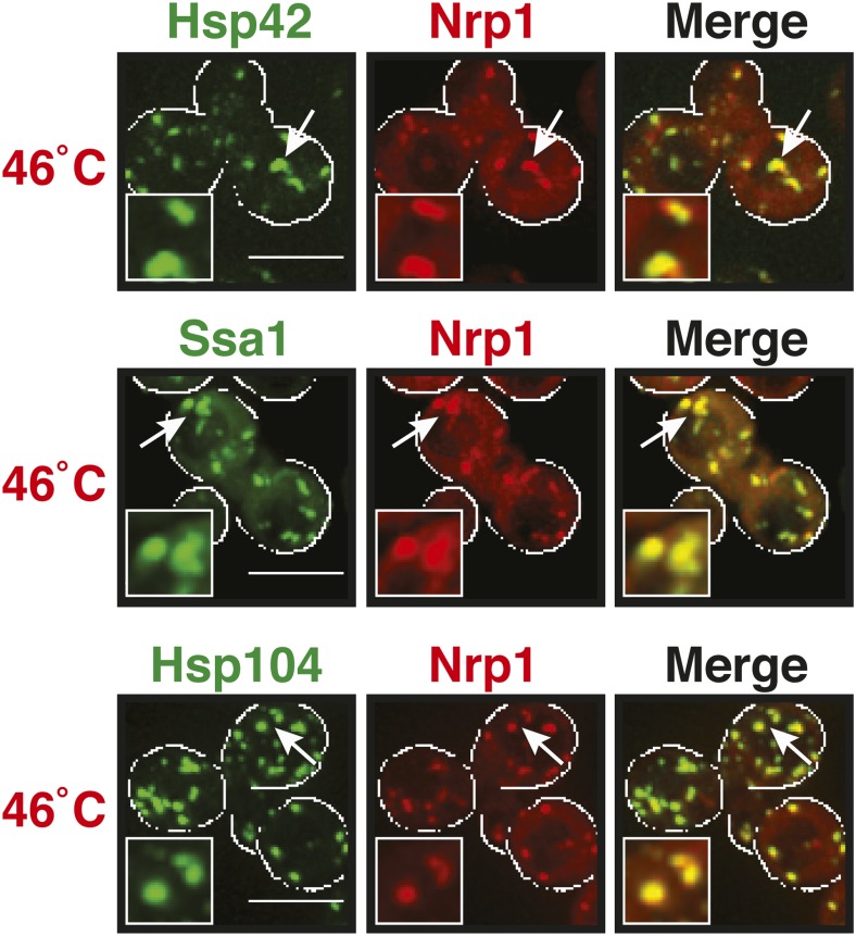 Figure 5—figure supplement 2.