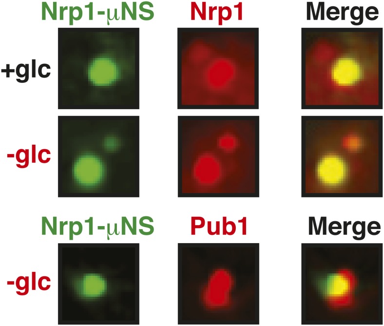 Figure 6—figure supplement 9.