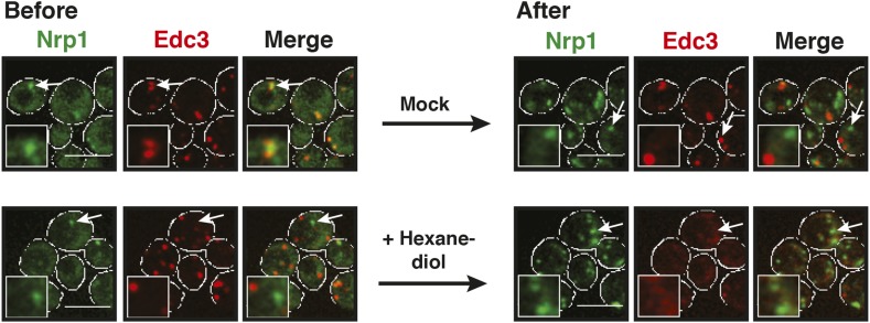 Figure 4—figure supplement 1.