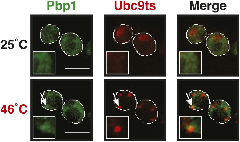 Figure 5—figure supplement 1.