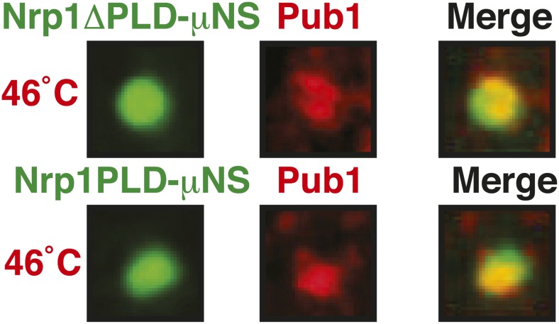 Figure 6—figure supplement 11.