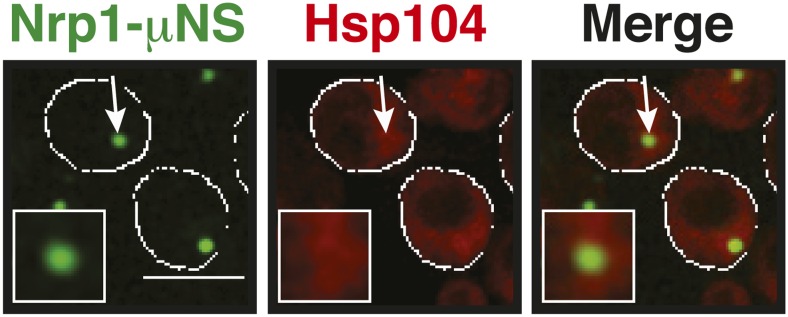 Figure 6—figure supplement 8.