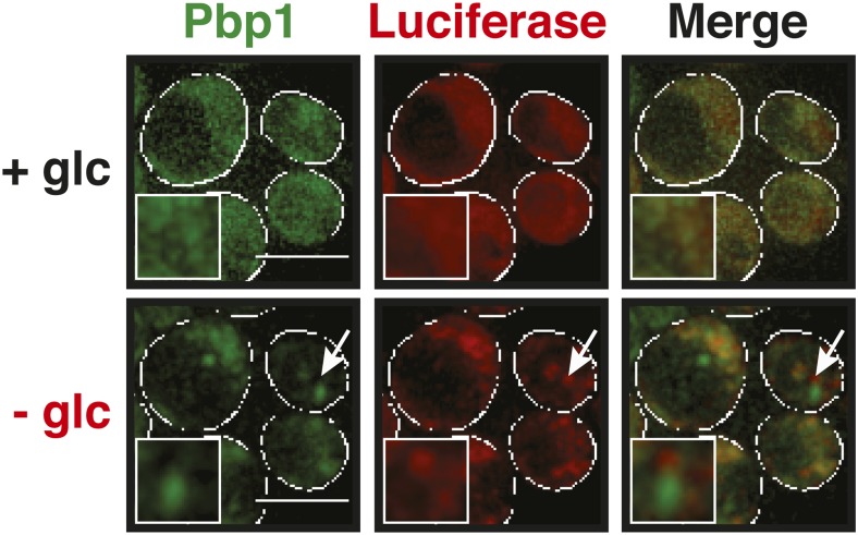 Figure 5—figure supplement 5.